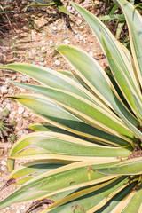 Obraz premium Close up cactus leaf pattern background