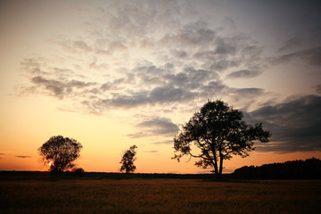 Plakat summer landscape with a lone tree at sunset barley field in the village
