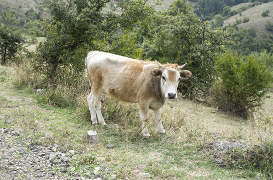 Rhodope Shorthorn cattle on the mountain meadow, Bulgaria,