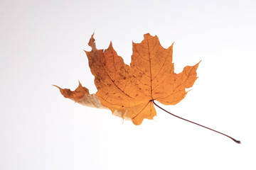 background texture of yellow leaves autumn leaf background