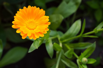 Marigold (Calendula officinalis) with green leaves