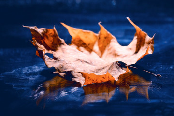 background texture of yellow leaves autumn leaf background