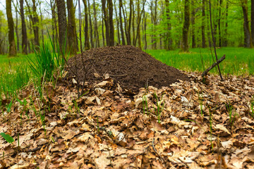 anthill in a forest