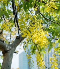 Golden shower flower tree, Cassia fistula in summer