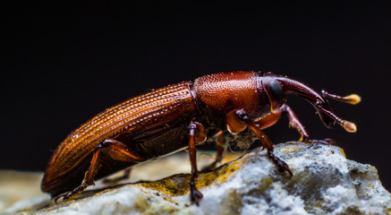 Scarab stone background