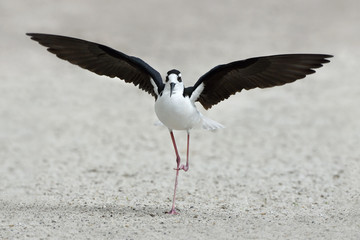 Black-necked stilt (Himantopus mexicanus)