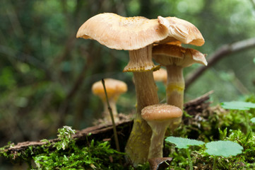 champignons en forêt