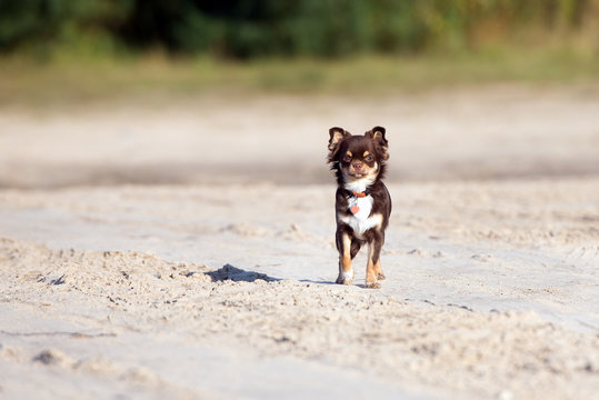 adorable brown chihuahua dog - Powered by Adobe