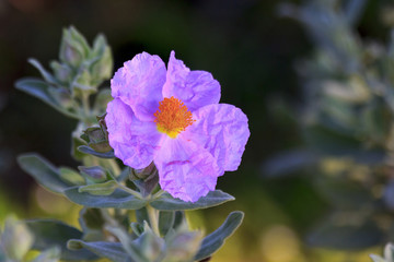 rockrose