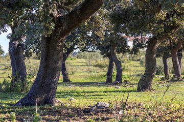 Dehesa, Mediterranean forest