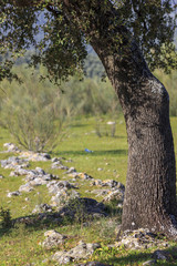 Dehesa, Mediterranean forest