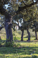 Dehesa, Mediterranean forest