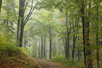 Early autumn deciduous forest in the fog