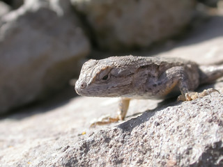 Lizard on a Hard Place