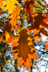 autumn oak leaves