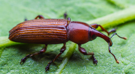 Scarab