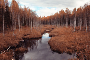Landscape autumn in a golden forest
