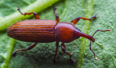 Scarab