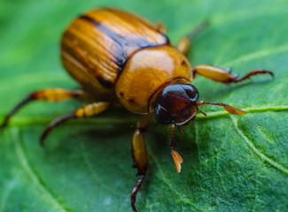 Scarab on Green leaf background