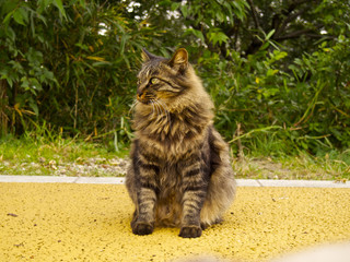 左側を向いている、首周りがフサフサの野良猫