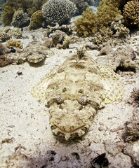 crocodile fish couple