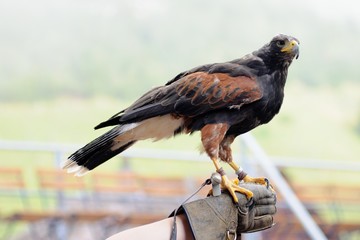 Falcon show
