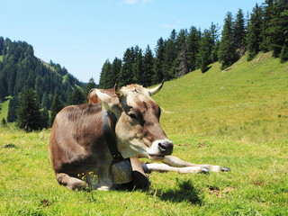 Fototapeta na wymiar Ruhende Kuh im Allgäu