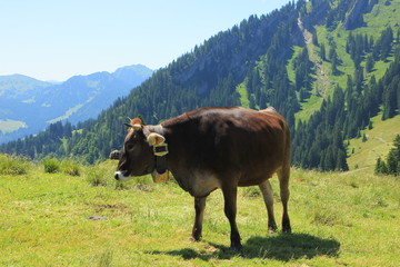 Fototapeta na wymiar Grasende Kuh im Allgäu