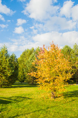 Naklejka premium дерево с жёлтыми листьями стоит на поляне