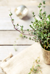 Thyme springs in a vintage silver cup