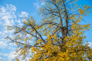 дерево с жёлтыми листьями на фоне голубого неба