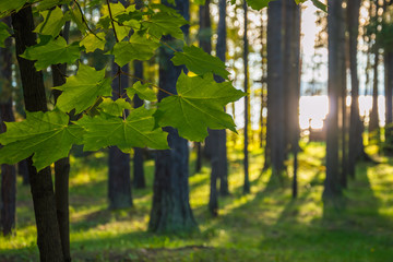 солнечный свет проходит через стволы деревьев © plaksik13