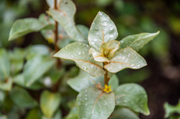 листья растения лох серебристый