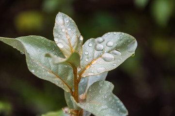 листья растения лох серебристый
