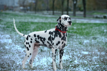 dalmatian first snow