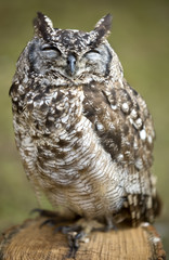 Owls sleep during the day.