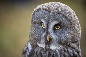 Tawny owl close up shot.
