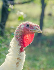 White turkey bird, close up, outdoor, sun rays light, country side.