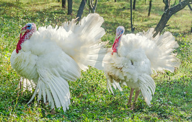 White turkey bird, close up, outdoor, sun rays light, country side. © Negoi Cristian