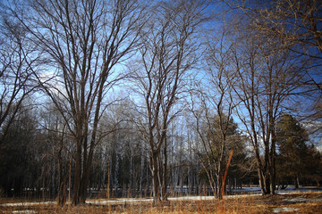 background trees in the forest