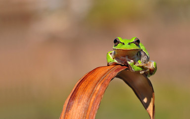 Tree frog