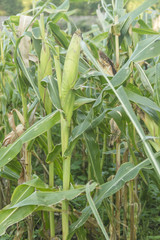 Growing corn