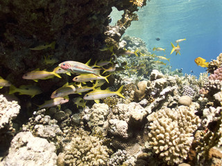 yellow fish view