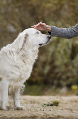 female hand patting dog head