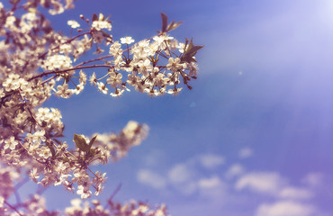Cherry Blossom
