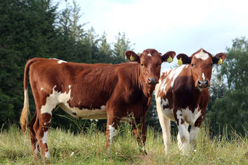Two brown cows in Norway countryside