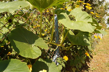 liście dyni na siatce © Dzikie Wino