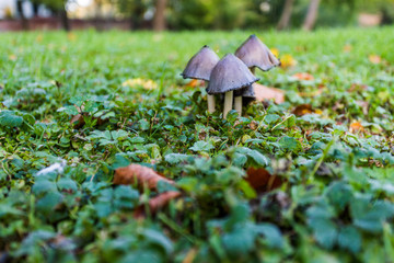 Am Doberaner Münster