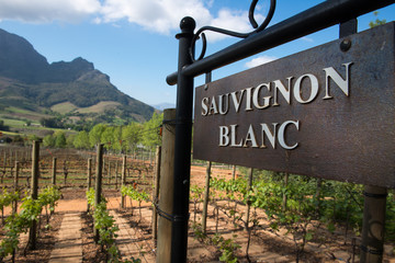 Wineyard Sauvignon Blanc