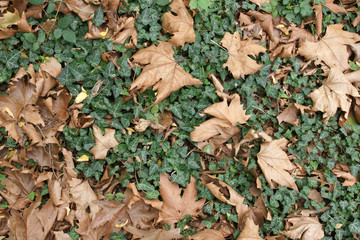 autumn palette 3